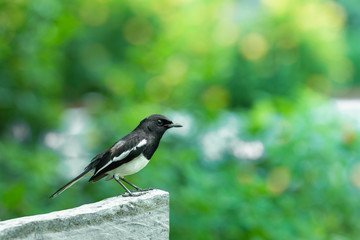 Oriental Magpie-robin in garden. Bird on green background.