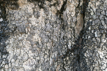Texture of old tree bark. Background from textural gray and black bark. Harvesting texture.