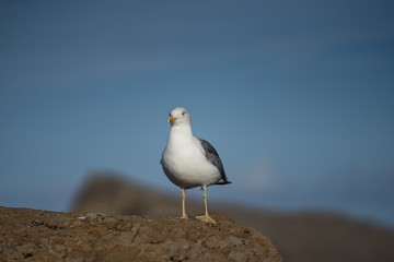 Portrait of the seagull (family Laridae) on the top of the rock with blue sea background on Portuguese island Madeira, Europe.