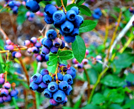 bleuet