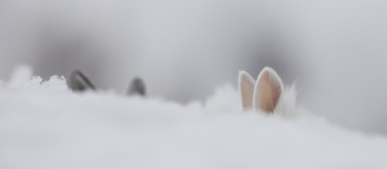 white rabbit ears in the snow
