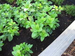 Basil and rosemary herbs in a raised garden bed made of wood