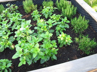 Basil and rosemary herbs in a raised garden bed made of wood