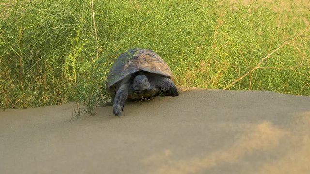 turtle crawling in the desert