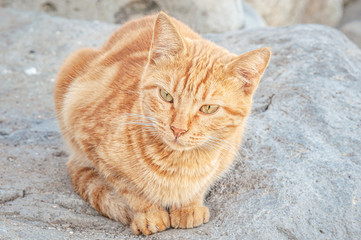 homeless ginger cat lying on a stone
