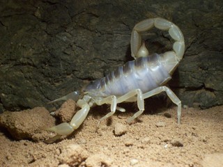 Hadrurus arizonensis