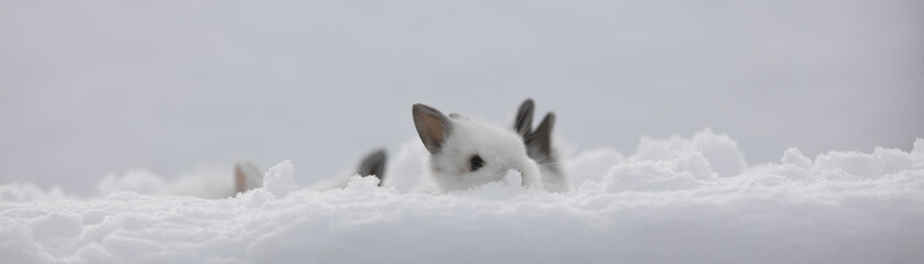 little white bunny in the snow