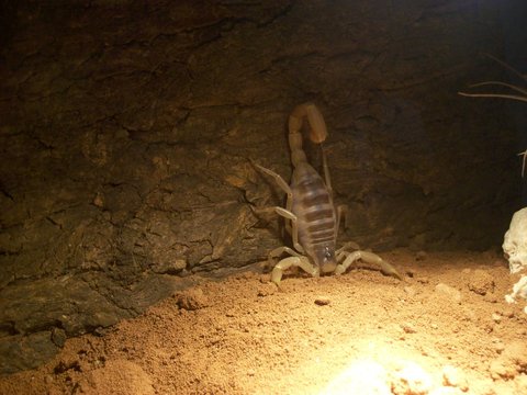 Hadrurus arizonensis