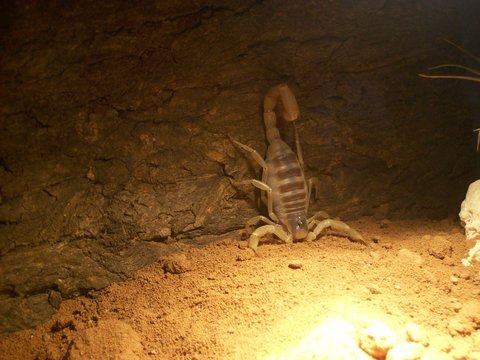 Hadrurus arizonensis