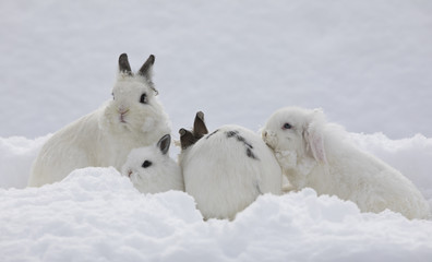 Fototapeta na wymiar white bunny family in the snow