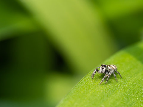 Zebra Jumping Spider, Salticus scenicus