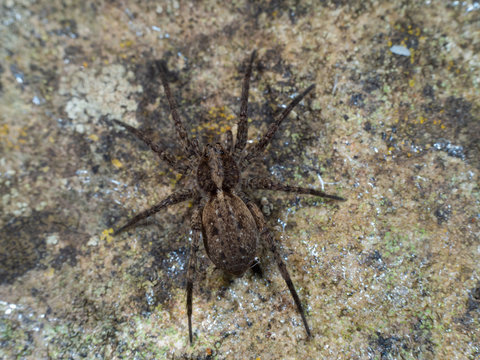 A Small Wolf Spider on a  Stone, Pardose sp