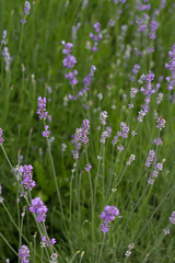 Lavande