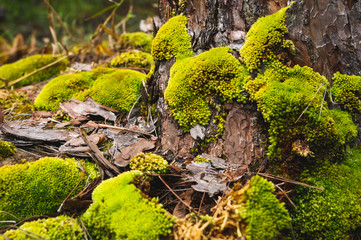 Green moss is growing at the root of the tree. Moss texture in nature for wallpaper. soft focus.