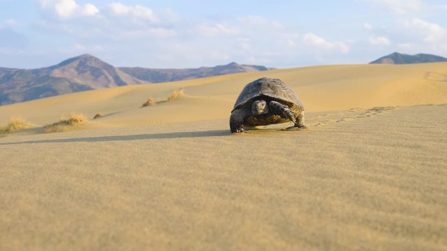 turtle crawling in the desert