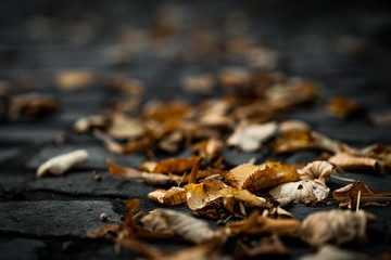 autumn leaves on ground