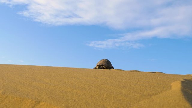 turtle crawling in the desert
