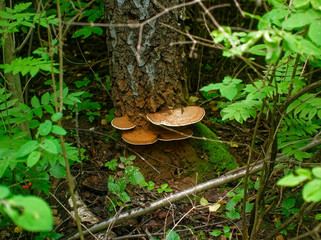 chaga mushroom on birch in summer, Russia.