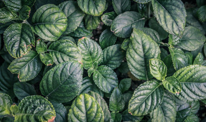 Fototapeta na wymiar Natural green background of green leaves