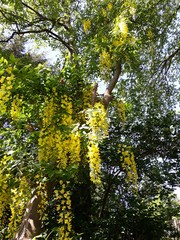 Branches with yellow flowers of Laburnum Anagyroides tree (Golden Chain or Golden Rain)