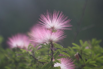 Exotic Pink Flowers in the Botanical Garden of Rio de Janeiro