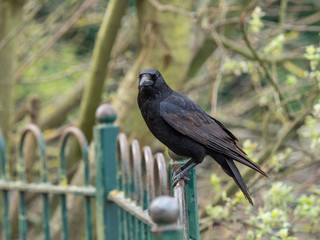Black crow, Corvus corone, common crow