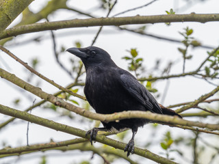Black crow, Corvus corone, common crow