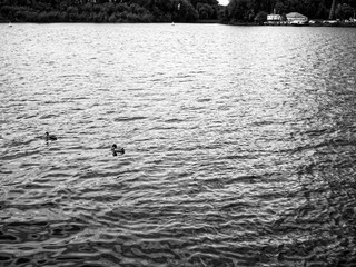 ducks swim on the river, black and white photo.