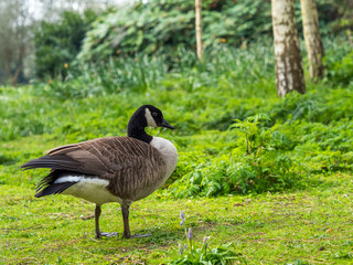 Canada Goose ( Branta canadensis )