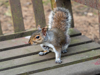 Grey Squirrel ( Sciurus carolinensis )