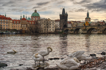 Swans on the banks of the Vltava River and in the background the Charles Bridge