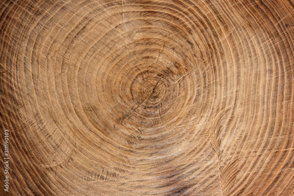 Wall mural wooden texture from cut tree trunk of maple tree, closeup. cross section of a tree trunk. top view