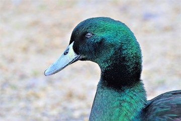 Mallard Canada Goose Hybrid portrait, during the WInter Equinox