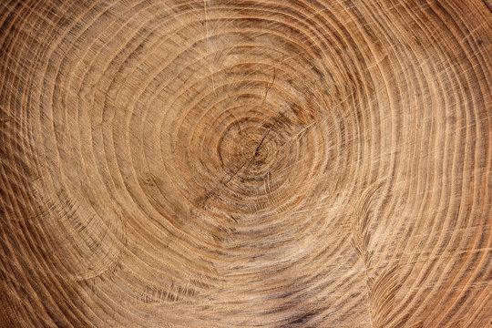 Wooden Texture From Cut Tree Trunk Of Maple Tree, Closeup. Cross Section Of A Tree Trunk. Top View