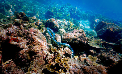 Naklejka na ściany i meble Banded Sea Snake at Coral Reef