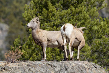 Colorado Rocky Mountain Bighorn Sheep