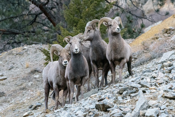 Colorado Rocky Mountain Bighorn Sheep
