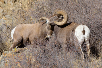 Colorado Rocky Mountain Bighorn Sheep