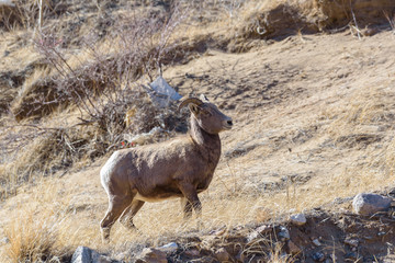 Colorado Rocky Mountain Bighorn Sheep