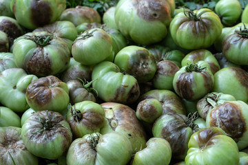 Unripe tomatoes affected by late blight. Phytophthora Infestans. Selective focus.