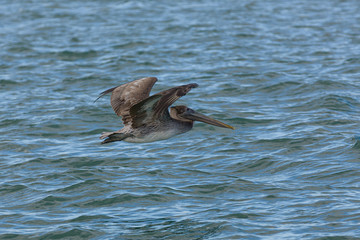 pelican flying low over the water