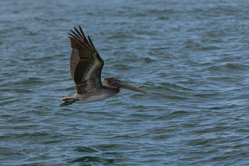 pelican flying low over the water