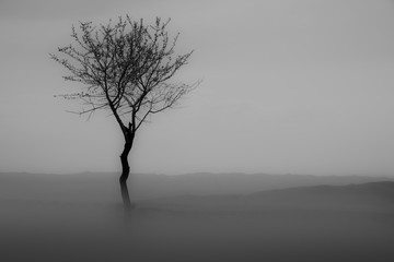 tree in the fog