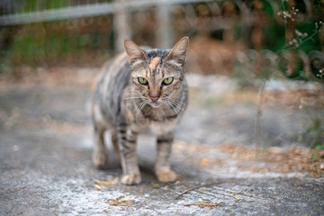 Fototapeta premium Portrait of the striped cat, close up Thai cat, homeless cat