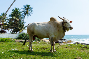 Asian white Buffalo closeup island of Sri Lanka, grazing in the meadow