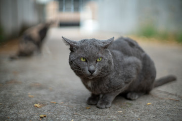 Portrait of gray cat on the ground, close up Thai cat, homeless