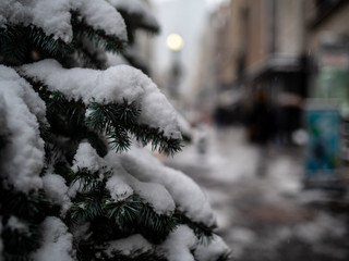 A Pine Tree Is Covered In Snow In Closeup