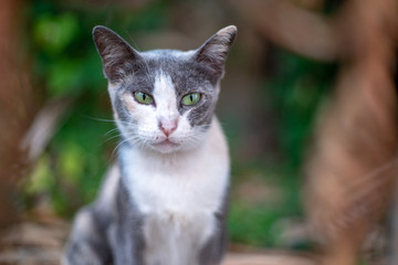 Naklejka na ściany i meble Portrait of white cat with black spot in the garden, close up Thai cat 
