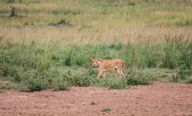 the lioness hunts in the African Savannah, the lioness has a bloody tail