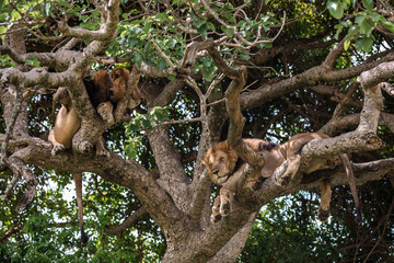 two African lions perched on a tree with its paws dangling down